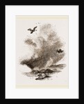 Griffon Vultures by Anonymous