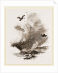 Griffon Vultures by Anonymous