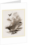 Griffon Vultures by Anonymous