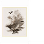 Griffon Vultures by Anonymous