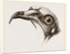 Head of Egyptian Vulture by Anonymous