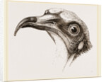 Head of Egyptian Vulture by Anonymous