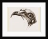 Head of Egyptian Vulture by Anonymous