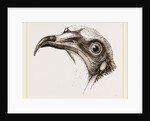 Head of Egyptian Vulture by Anonymous