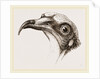 Head of Egyptian Vulture by Anonymous