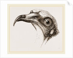 Head of Egyptian Vulture by Anonymous