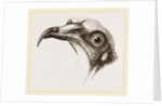 Head of Egyptian Vulture by Anonymous