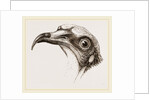 Head of Egyptian Vulture by Anonymous