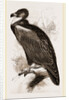 Cinereous Vulture by Anonymous