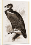 Cinereous Vulture by Anonymous