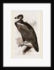 Cinereous Vulture by Anonymous