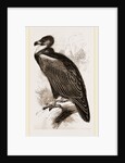 Cinereous Vulture by Anonymous