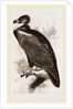 Cinereous Vulture by Anonymous