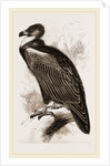 Cinereous Vulture by Anonymous