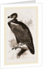 Cinereous Vulture by Anonymous