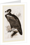 Cinereous Vulture by Anonymous