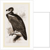 Cinereous Vulture by Anonymous