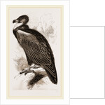 Cinereous Vulture by Anonymous