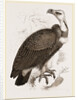 Pondicherry Vulture by Anonymous