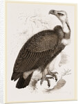 Pondicherry Vulture by Anonymous