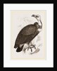 Pondicherry Vulture by Anonymous