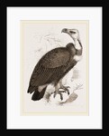 Pondicherry Vulture by Anonymous