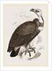 Pondicherry Vulture by Anonymous