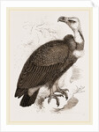 Pondicherry Vulture by Anonymous