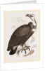 Pondicherry Vulture by Anonymous
