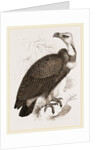 Pondicherry Vulture by Anonymous