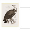 Pondicherry Vulture by Anonymous