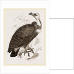 Pondicherry Vulture by Anonymous