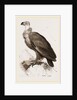 Cinereous Vulture by Anonymous