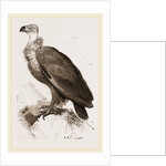 Cinereous Vulture by Anonymous