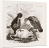 Turkey-Buzzard, Black Vulture by Anonymous