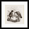 Turkey-Buzzard, Black Vulture by Anonymous