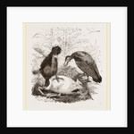 Turkey-Buzzard, Black Vulture by Anonymous