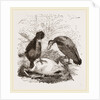 Turkey-Buzzard, Black Vulture by Anonymous