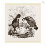 Turkey-Buzzard, Black Vulture by Anonymous