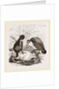 Turkey-Buzzard, Black Vulture by Anonymous