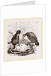 Turkey-Buzzard, Black Vulture by Anonymous