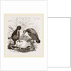 Turkey-Buzzard, Black Vulture by Anonymous