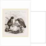 Turkey-Buzzard, Black Vulture by Anonymous