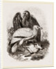 Egyptian Vultures by Anonymous