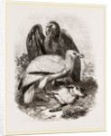 Egyptian Vultures by Anonymous
