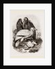 Egyptian Vultures by Anonymous