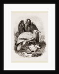 Egyptian Vultures by Anonymous