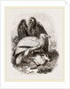 Egyptian Vultures by Anonymous