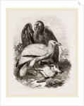 Egyptian Vultures by Anonymous