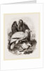 Egyptian Vultures by Anonymous